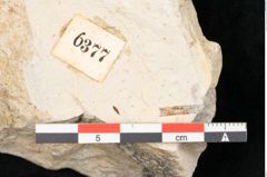 Foto (Detailansicht) von Quercus palaeoilex Ettingshausen (NHMW-GEO-2024-0188-6377)